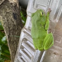スズメバチトラップに止まっていたシュレーゲルアオガエル
