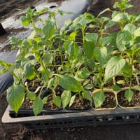パプリカを植え付けました(^^)/ (5月20日)