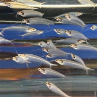 「温根湯旅行（北の大地の水族館ほか）」