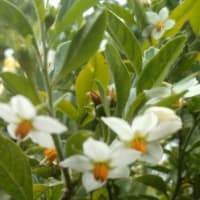 庭の花達