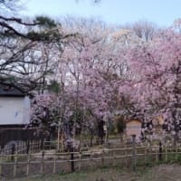 小諸城址懐古園　お花見