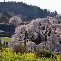 「三春の滝桜」