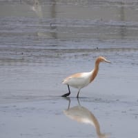 アマサギ