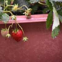 梅雨   2