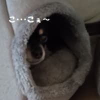姉と妹