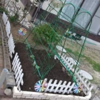 🍆趣味になった 家庭菜園🌽
