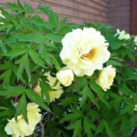 黄花のボタン、院内感染