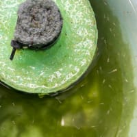 メダカの稚魚‼️