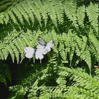蝶の舞〜萬城の滝