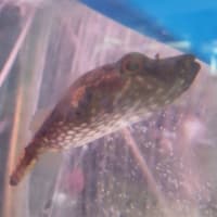 今週の入荷魚　４月１２日