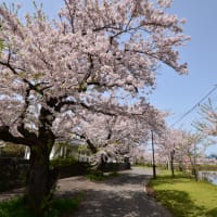 勢至公園の桜
