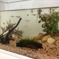 新しい家族
