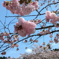250414_御殿場の時之栖に桜を見に行ってきた