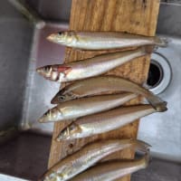 シロギスが釣れ出しました