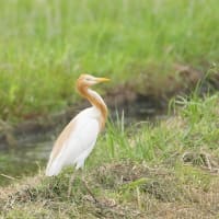 亜麻色のアマサギ