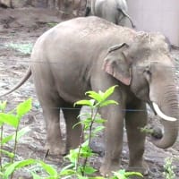 干し草より生葉っぱ・・・夢中で食べまわる象さんたちが可愛い