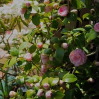 ●我が家の４月の花　ラナンキュラス　　越後雪椿（花笠）　白い椿　ミヤマオダマキ　ミヤコワスレ