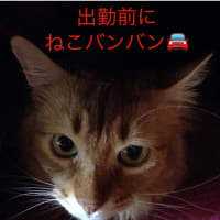 夏もねこバンバンを🙇‍♂️