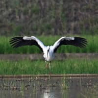 コウノトリの飛来