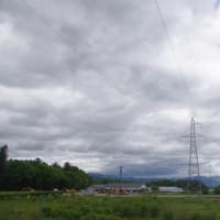 金色と銀色、そして瑠璃色の花は咲いた？...水林自然林にて（2025.5.11）