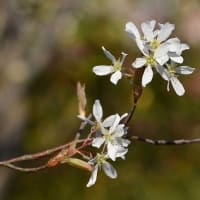 鉢植えの「ジューンベリー」（１）早春の花