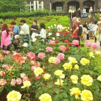 旧古河庭園　春バラフェスティバル