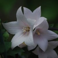 今月最初に撮ったお花