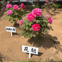 牡丹は、「西の長谷寺　東の西新井」~西新井大師の牡丹園へ