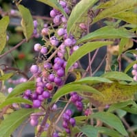 花散歩