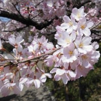 ３月２９日　桜。