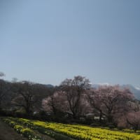 山高神代桜