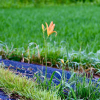エノコログサとカンゾウの花