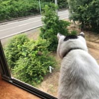心置きなく草取り