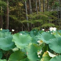 曹源寺～2025年7月8日