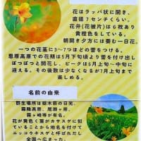 ニッコウキスゲ「恩原高原」 岡山県苫田郡鏡野町上齋原