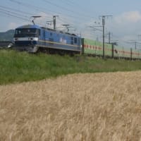 山陽本線EF210形　麦の穂を揺らす貨物列車　2024-05-11