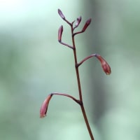 花が開かないムヨウラン　令和7年6月13日＆16日