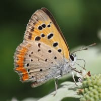 「幸せを呼ぶ青い蜂」ナミルリモンハナバチが吸蜜する花に集まる昆虫たち。なんと寄生蜂がゾロゾロ（妻女山里山通信）