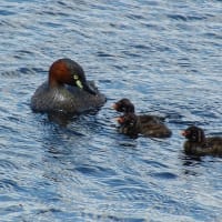 カイツブリの雛