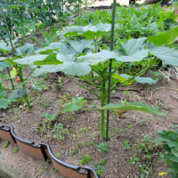 小さな菜園