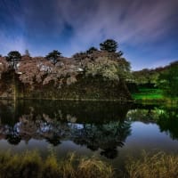 名古屋城周辺の夜桜　①