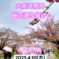 #大阪造幣局🌸#桜の通り抜け 2025.4.10🌸😍 #開花状況 天気少し雨☔#實況 #櫻花 #桜 #お花見