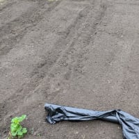 翡翠ナス定植準備　6日