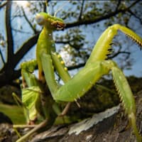 '24秋 虫の目レンズは友 ～ハバビロカマキリ（交尾）～