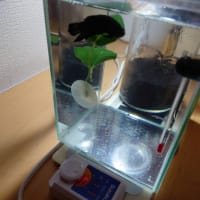冬場の保温