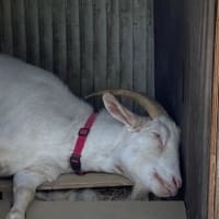 山羊牧場〜あれ？こゆきどうした？