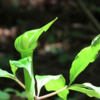 昨日の山散歩～植物～　