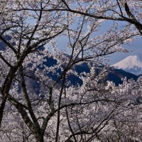 お伊勢山の春２