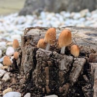 【梅雨の恵み｜境内に小さなきのこ🍄】