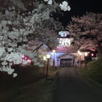 江刺桜まつり2025夜桜